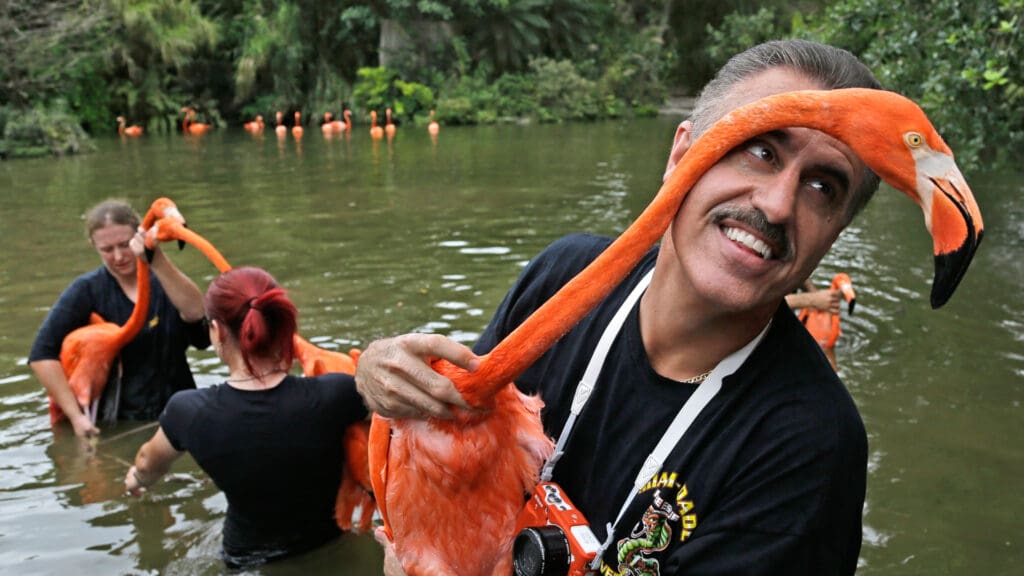 Ron Magill holds a pink flamingo at Metro Zoo