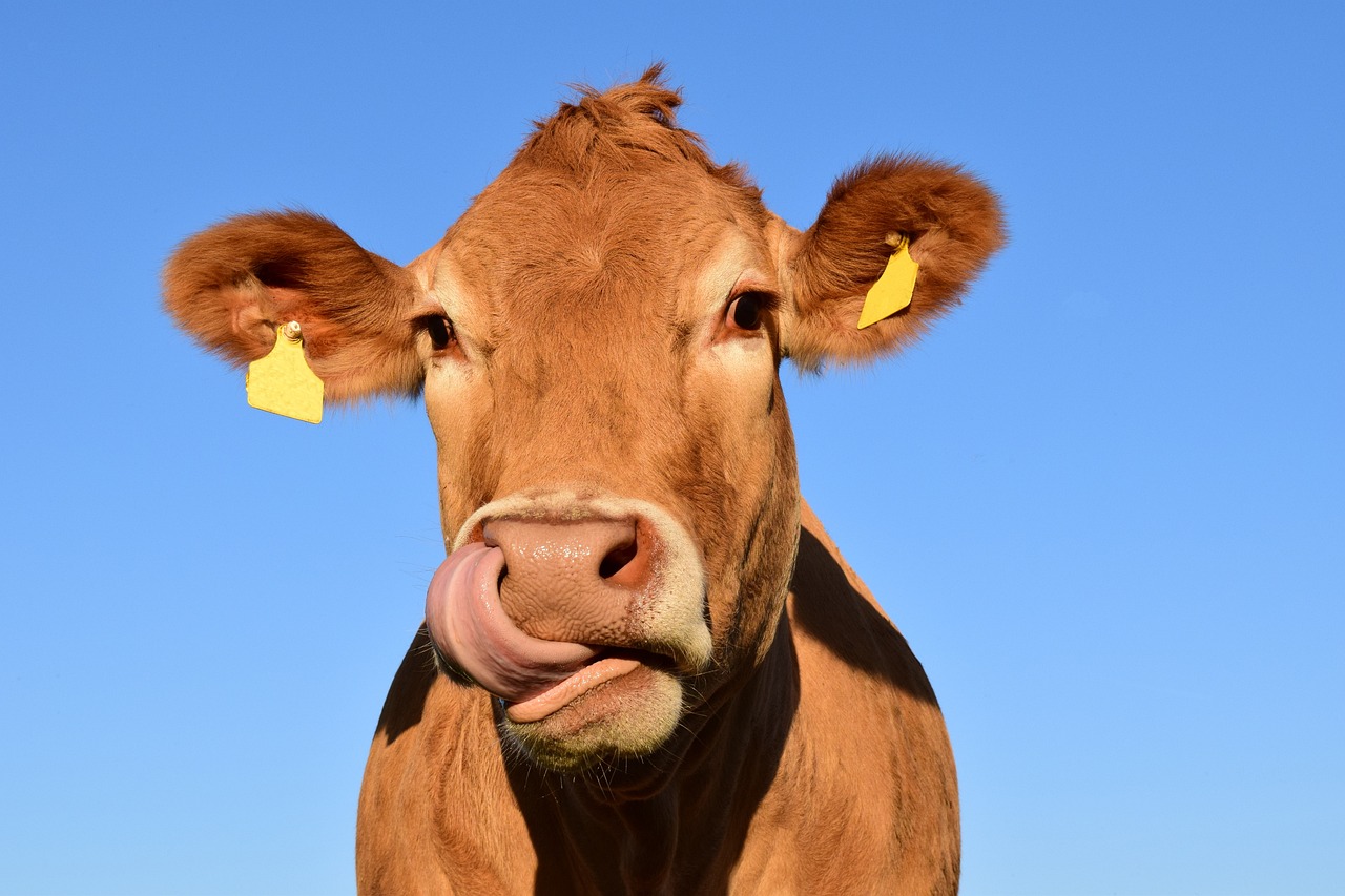 Study Reveals: Livestock Industry Disseminates Misleading Information on Climate Change