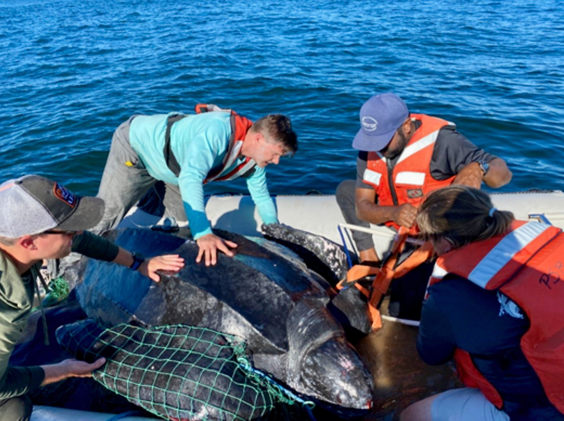 Rosenstiel study reveals extensive leatherback turtle activity along U.S. east coast