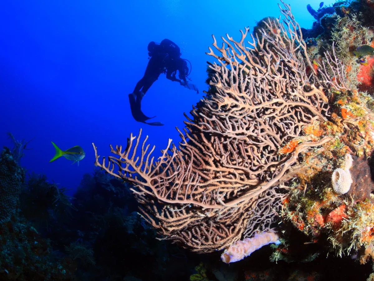 New artificial coral reefs program set to begin