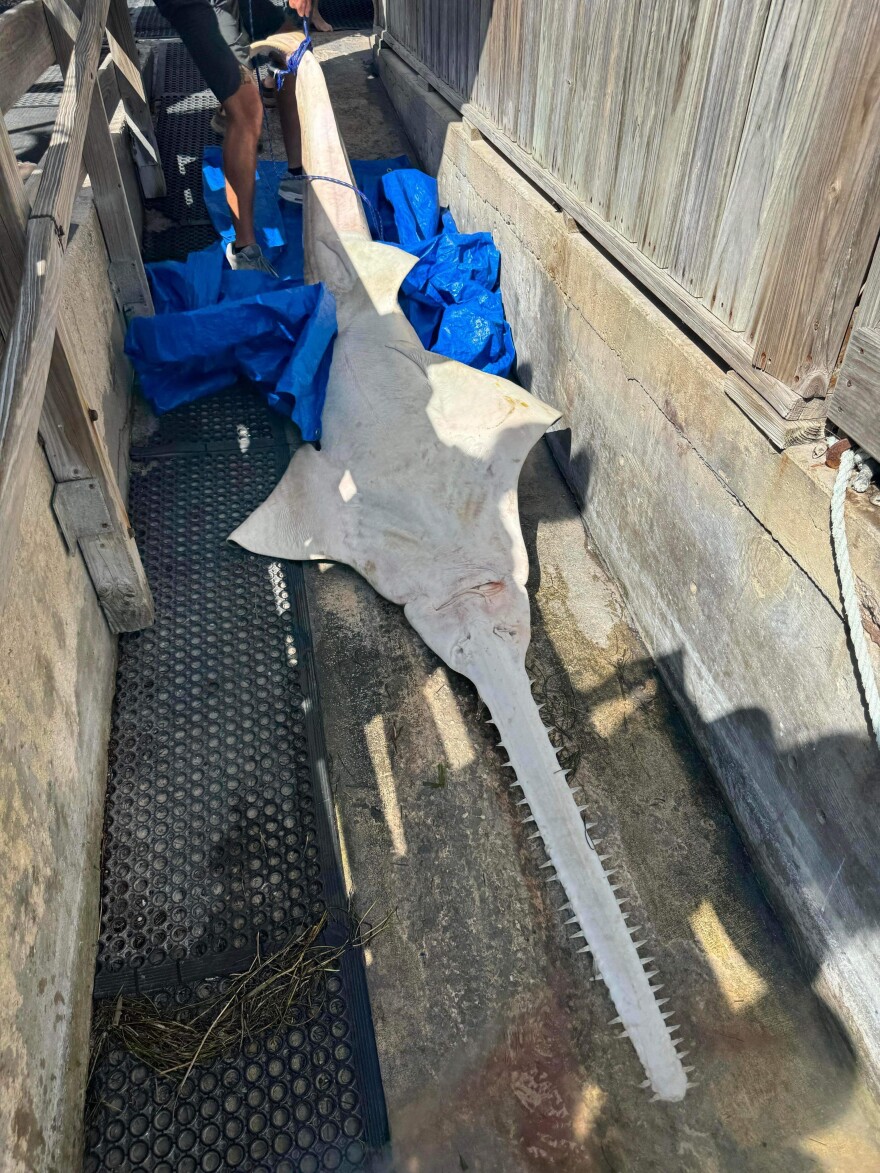 Endangered sawfish deaths climb to 40 as rescued fish appears to be recuperating