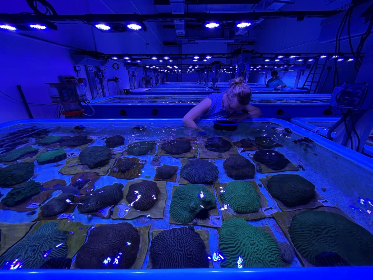 Four years later, Florida’s rescued coral thriving on SeaWorld’s ‘Noah’s Ark’