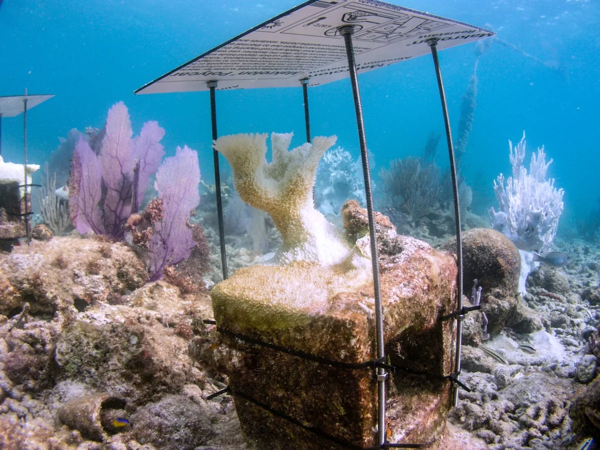 Coral canopies? Snail derbies? New money will help find solutions for South Florida’s troubled reef